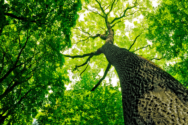 trees green leaves